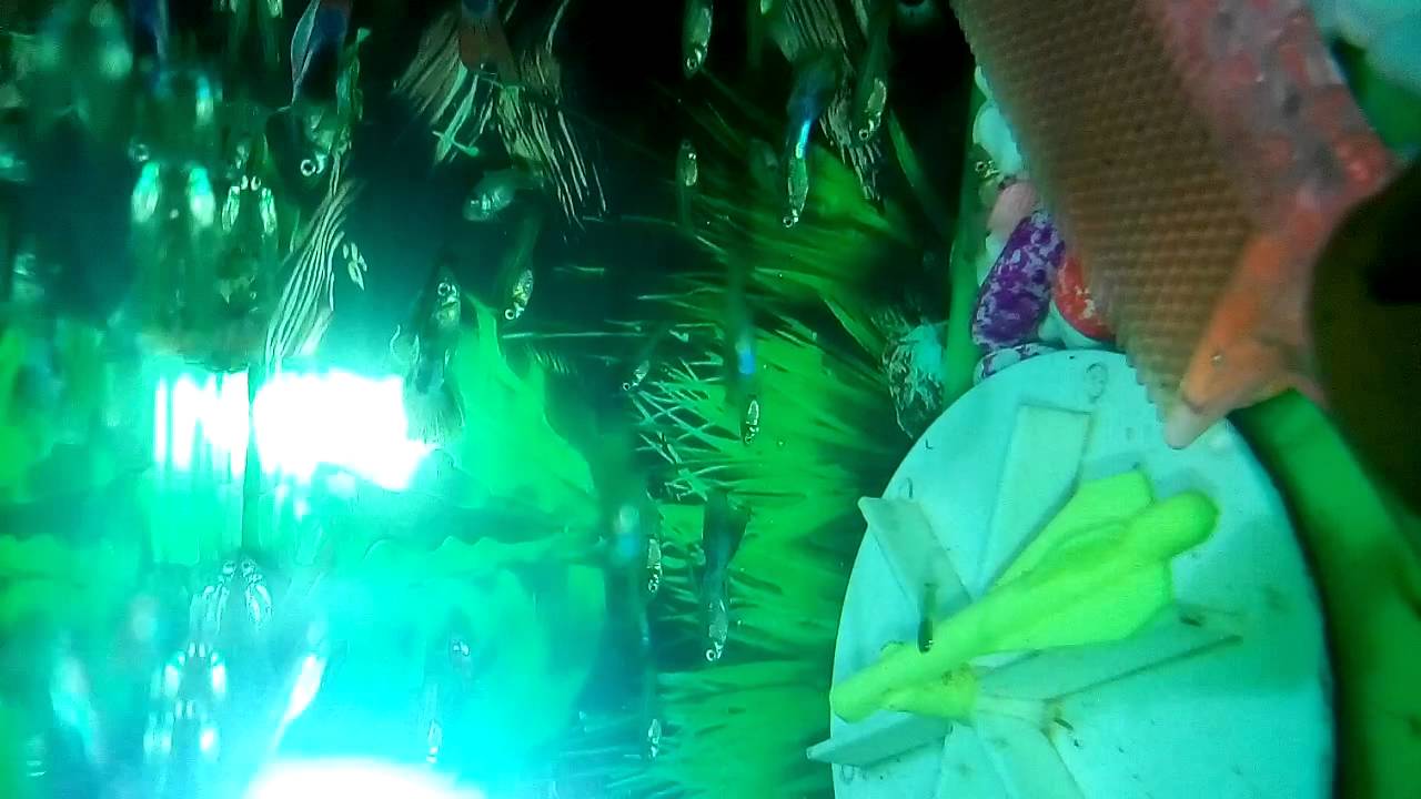 Video Ikan nurul hidayah 190595