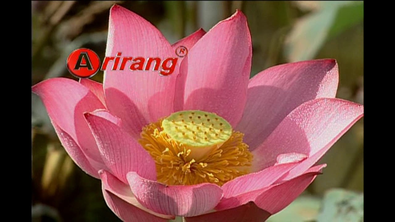 Video Karaoke Arirang Vol 29 và 30 (AR-27C)