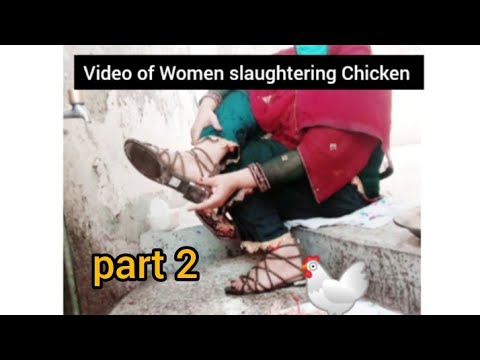 Video of Woman slaughtering  Chicken Part 2, By Gull Baji  Vlogs