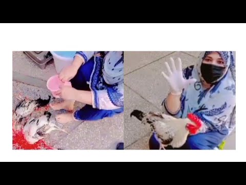 Video of women slaughtering chicken by Gull baji #trending #viralvideo#slaughterchicken