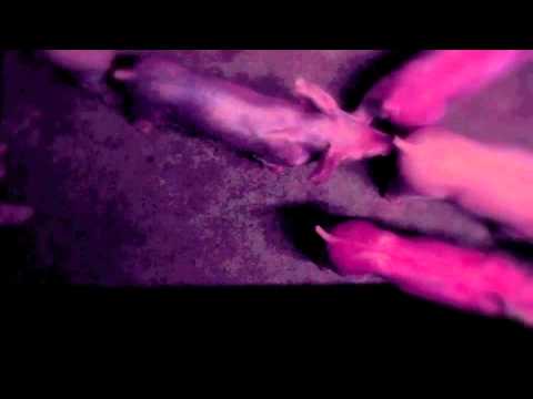 Vidéo cochonne