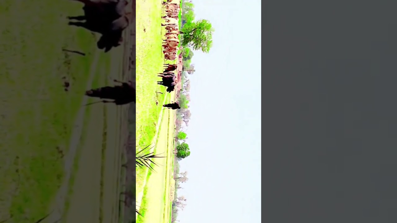Vilgs vloge #music #electronicmusic #housemusic #villagelifestyle #vlog #villagelife