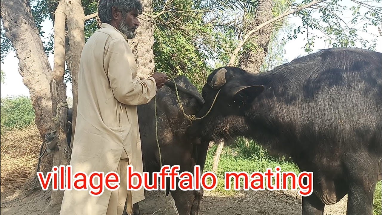 Village buffalo mating