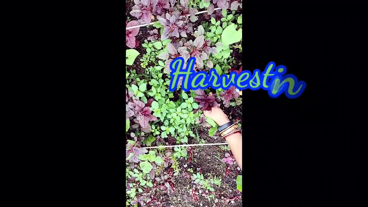 Vimi's Garden#shorts#harvesting(54)