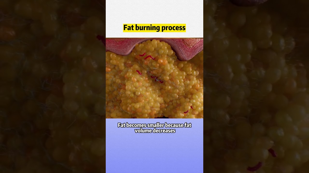 #visceralfat #animation | Fat burning process #wls #weightloss #obesity #weightloss