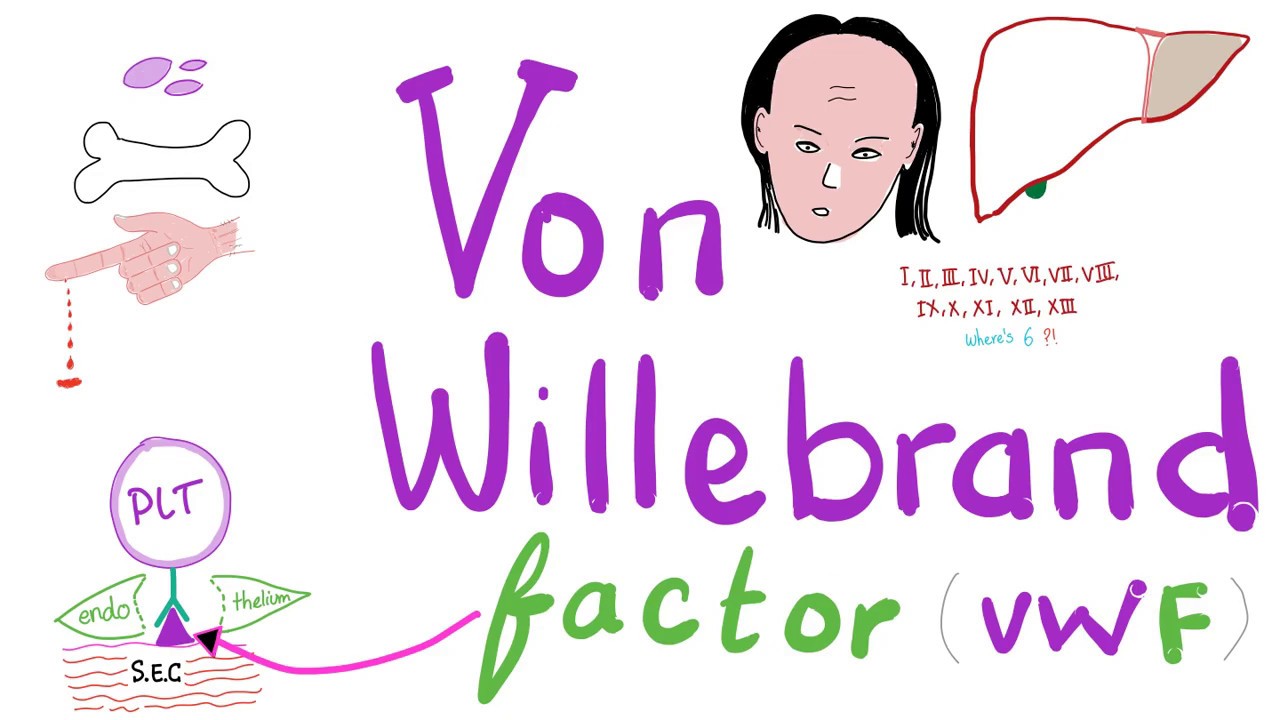 Von Willebrand Factor (vWF) - Platelets - Coagulation - Hemostasis - Hematology