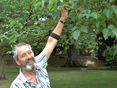 Wadham College Garden Tour