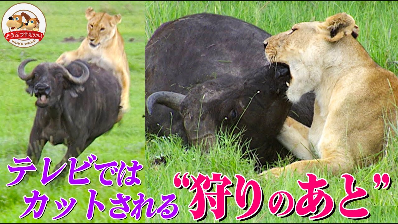 【リアル素材注意】ライオンがバッファローを狩ったあと、テレビ番組ではカットするシーンを延々と残してみた【どうぶつ奇想天外／WAKUWAKU】