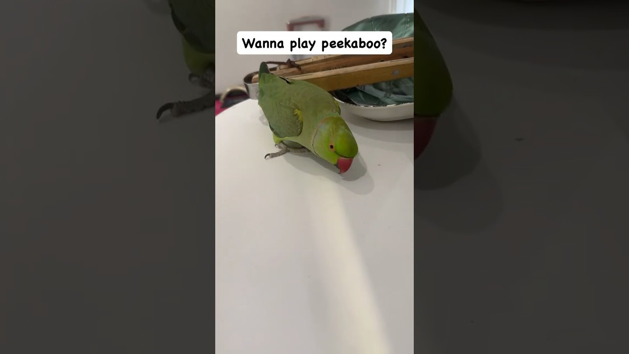 Wanna Play Peekaboo? Part 2