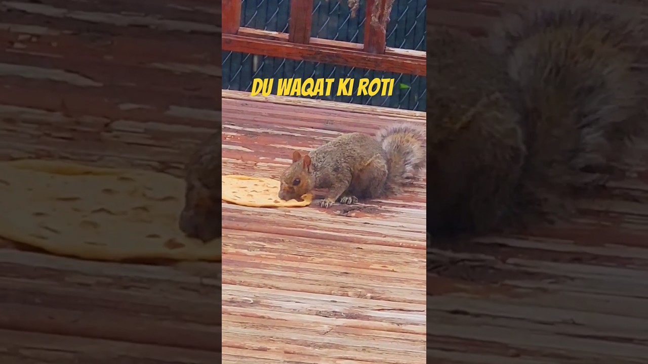 #waqat #animals#roti #niyat channel