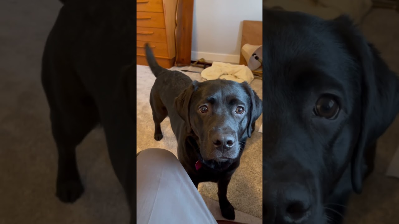 Watch my dogs reaction to her Nana coming home. #dogs #cute #labrador #blacklabrador #funny