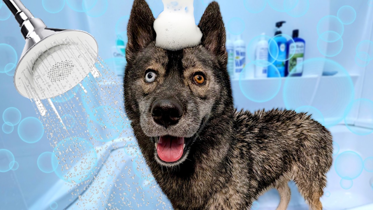 Watch My Husky's FIRST Bath Experience!