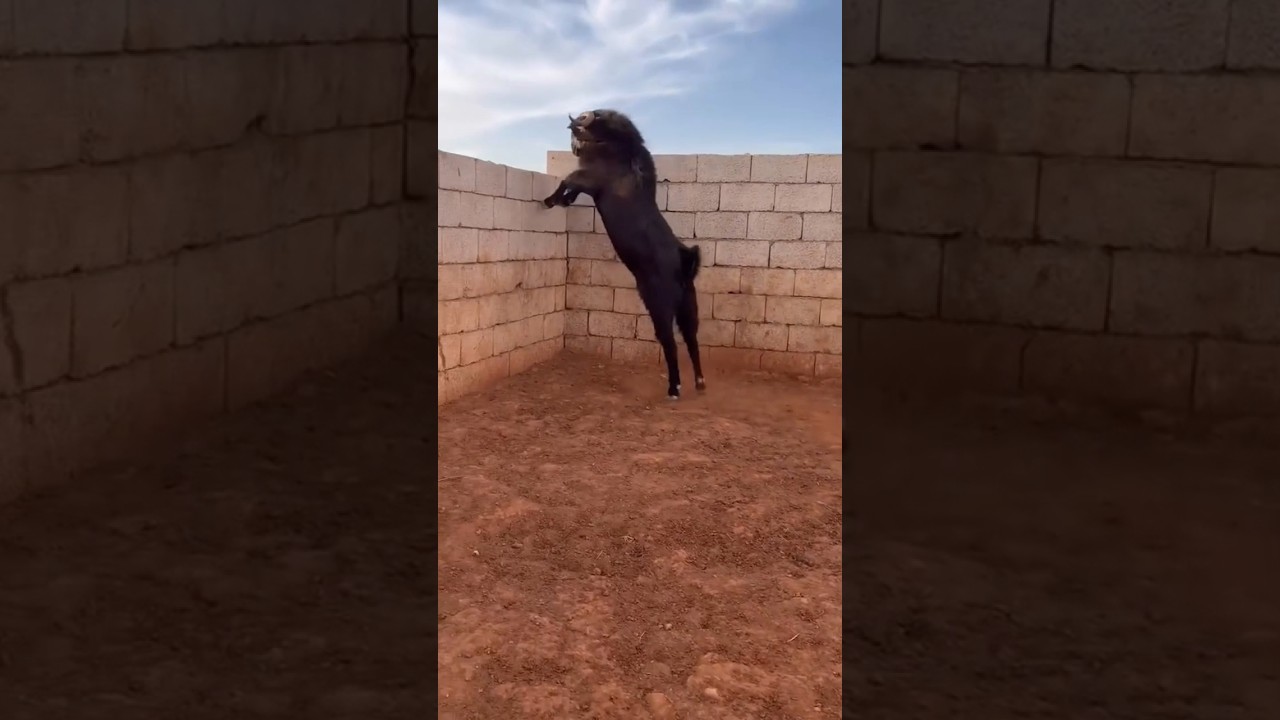 watch the goat jump