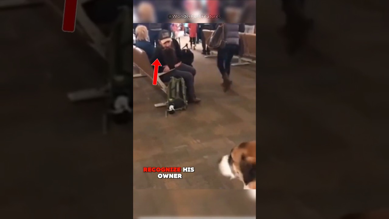 Watch This Dog’s Reaction After Years Apart! #animalshorts #shorts