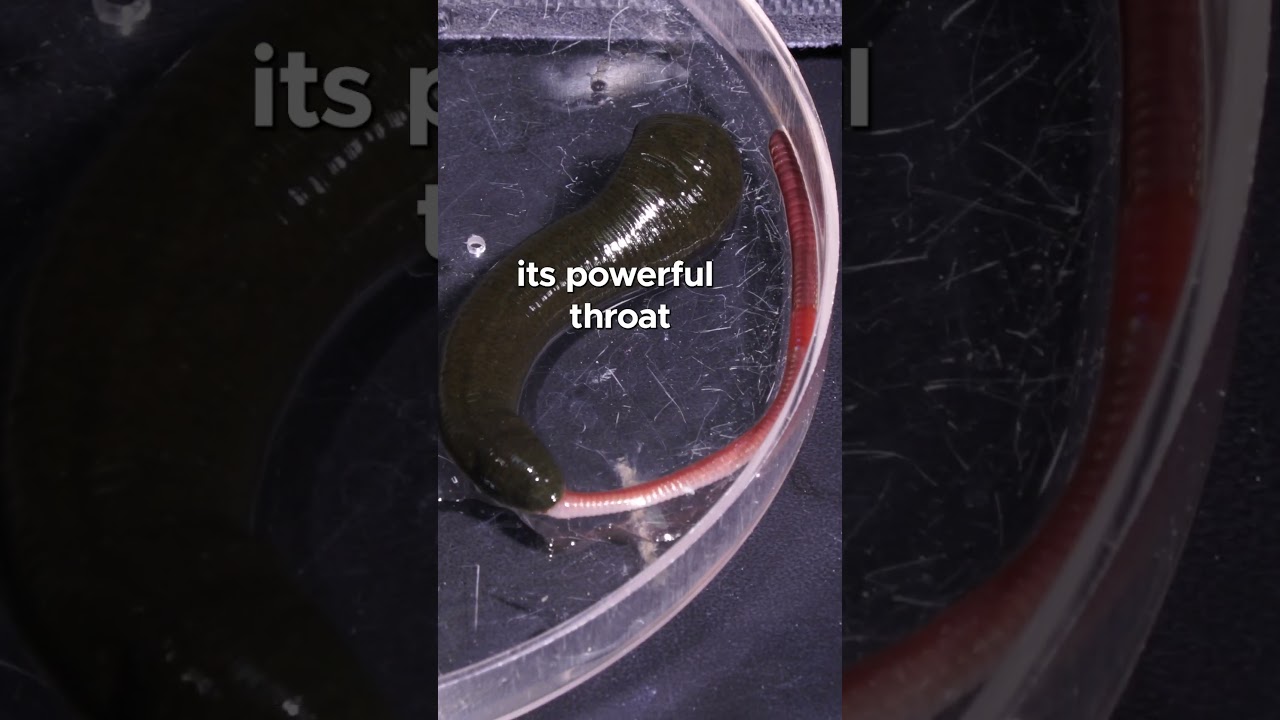 Watch this #leech eat an #earthworm 🪱🍴 #earthworm #leeches