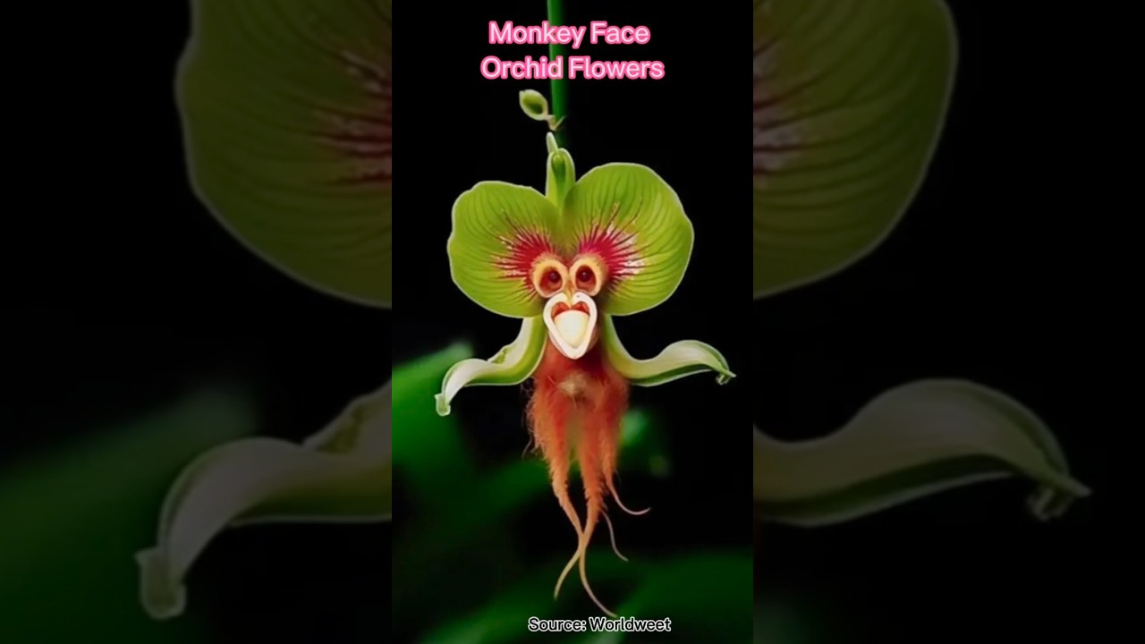 #weird #monkeyface #orchid #flowers Part 1 #shorts