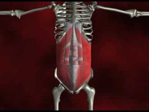 WG Designs Medical Animation