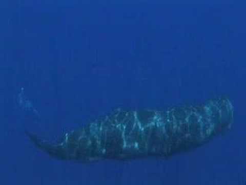Whale fart