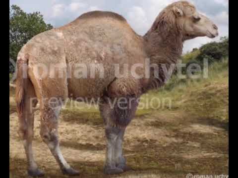 What Do You Think Of This Animal? #10