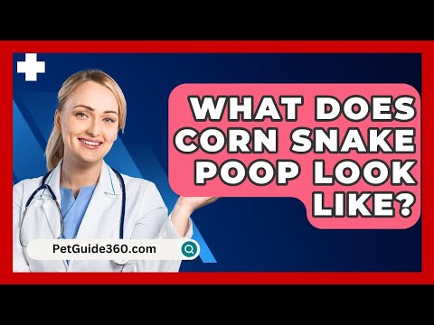 What Does Corn Snake Poop Look Like? - PetGuide360.com