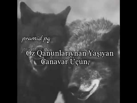 Whatsapp Statuslari  ✴CANAVAR QANUNLARI☝✴