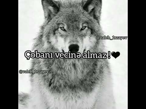 Whatsapp Statuslari ✴CANAVAR ✴