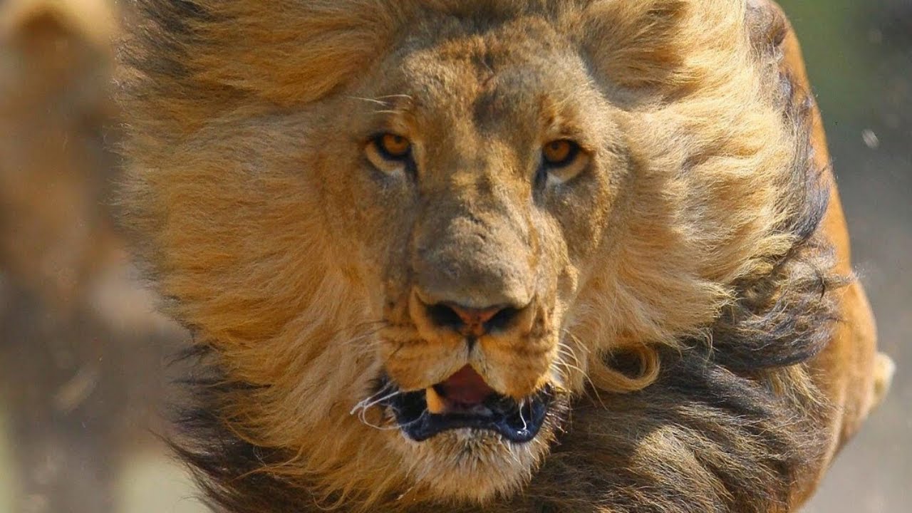 WHEN LIONS ATTACK *BRUTAL* National Geographic Documentary 2020 | 1080p