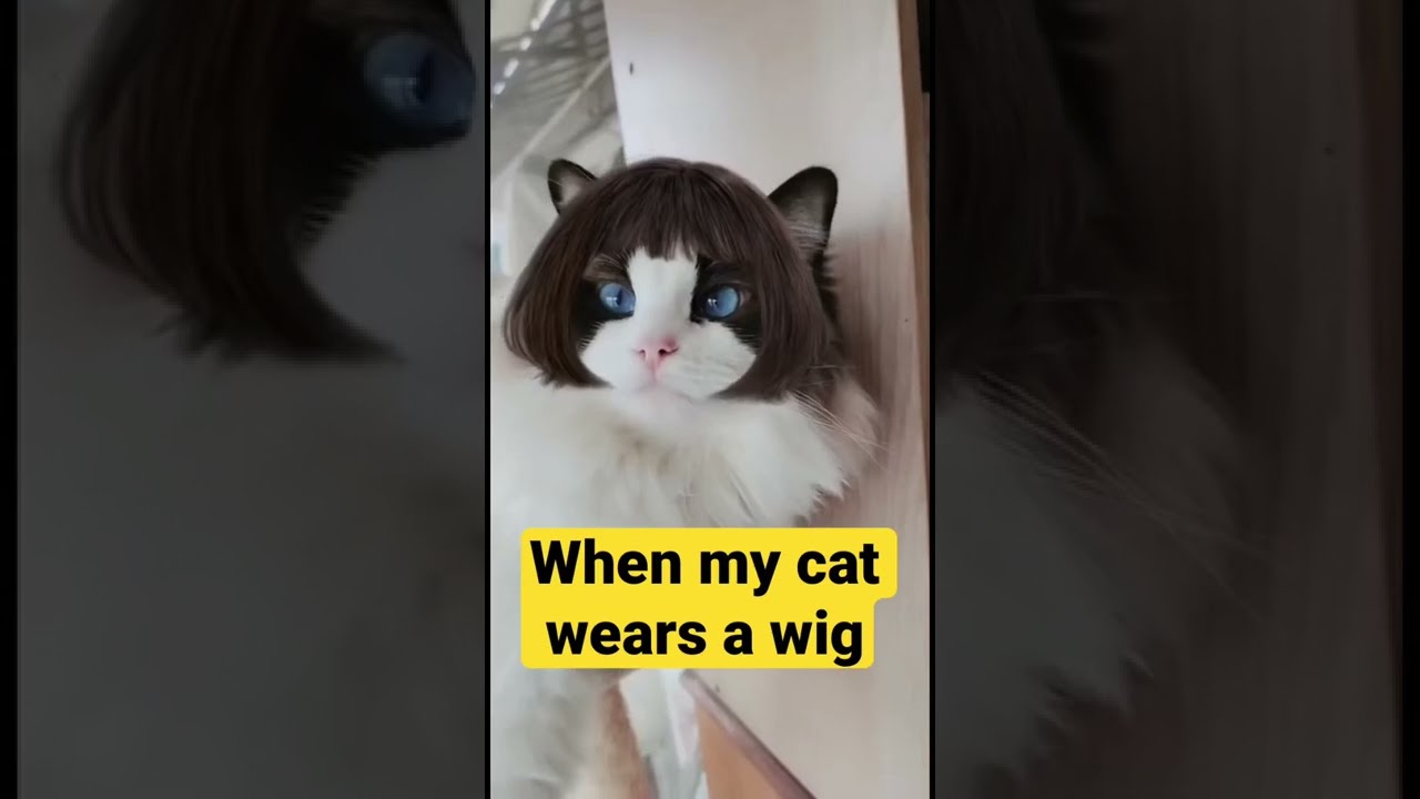 when my cat wears a wig😹