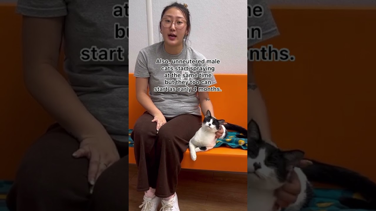 When to spay or neuter?