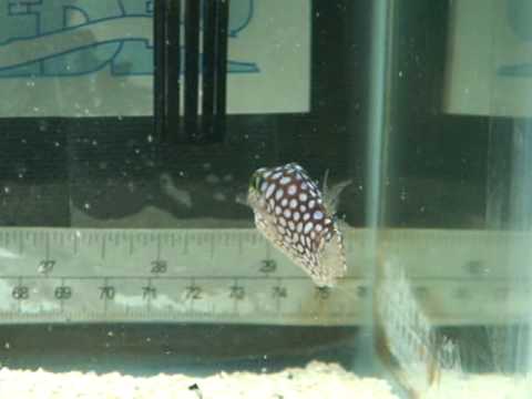 White Spotted Puffer 2 inches.MPG