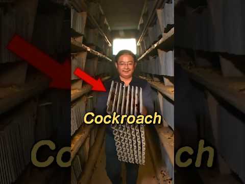 Why Cockroach Farm Exist 🪳🤫 #shorts