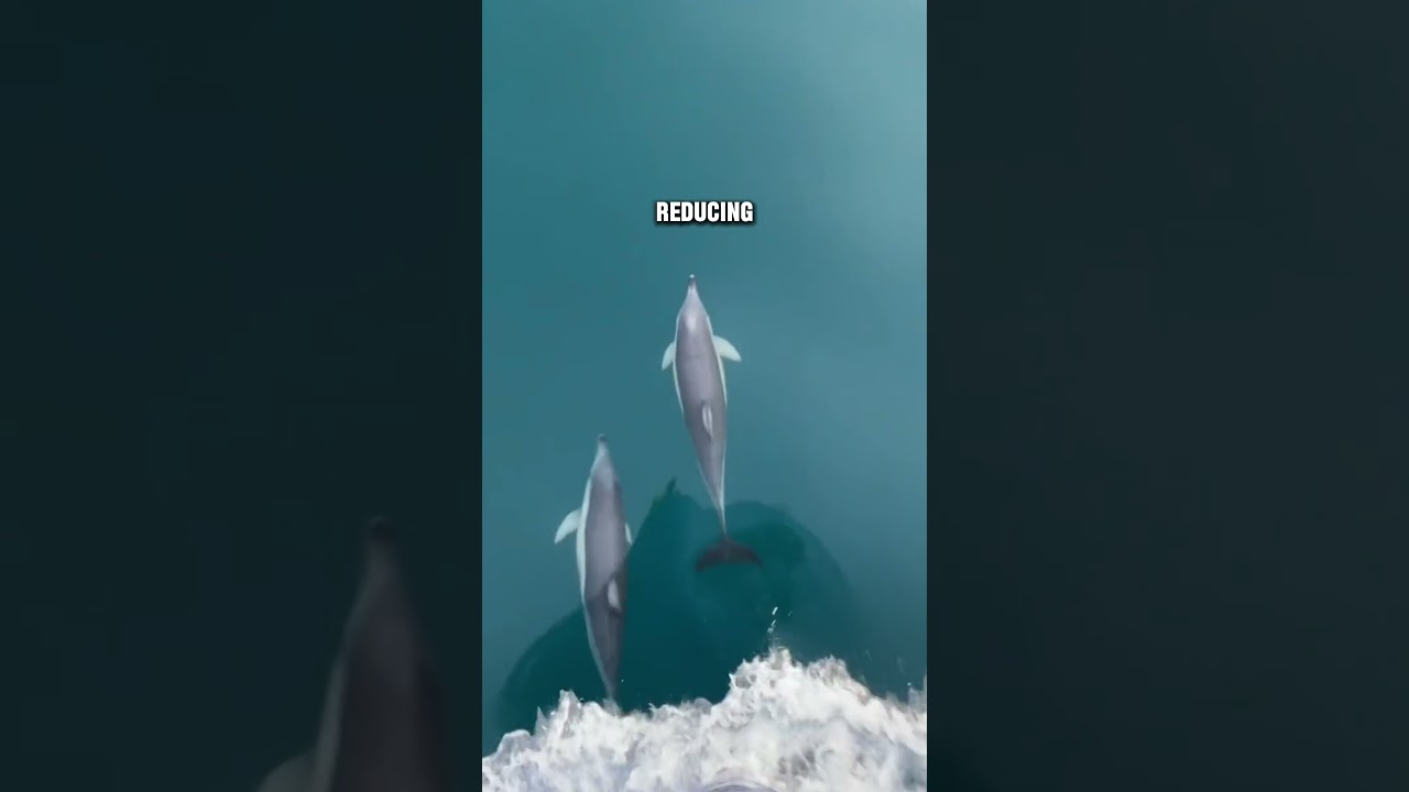 Why Dolphins LOVE Modern Ships? 😱