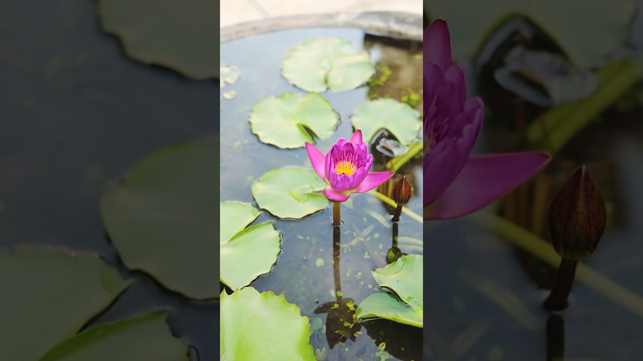 Why You Need Pond Plants 🌺