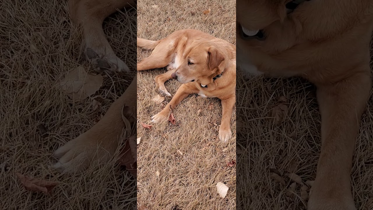 Wiggle Snoot!