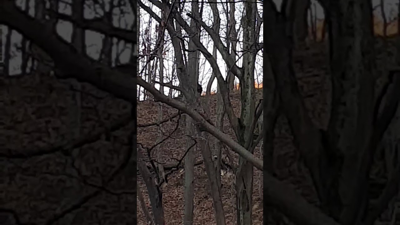 Wild boar attack my dog