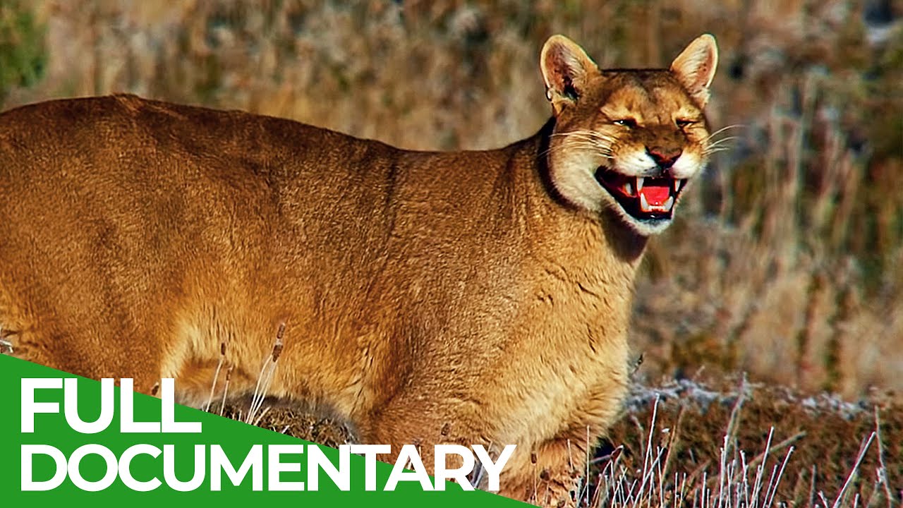 Wild Chile - A Country of Contrasts | Free Documentary Nature