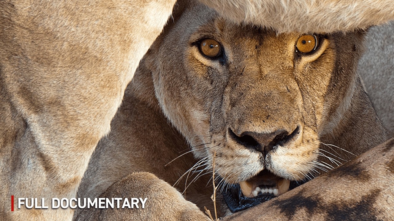 WILD LIONS of Tanzania HUNT GIANTS | Full Wildlife Documentary