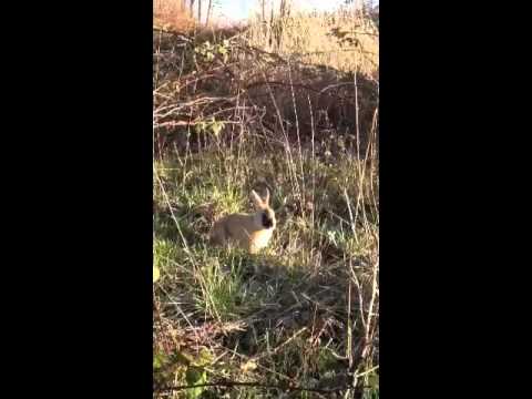 wild rabbits - richmond style