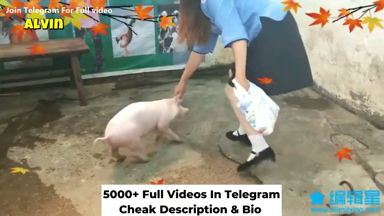 Woman Butcher Pig | Lady Slaughter