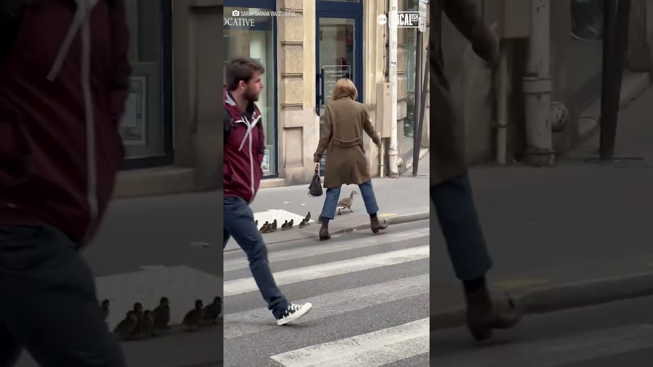 Woman escorts duck family to safety on busy road