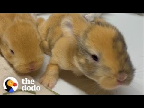 Woman Rescues A Bunny And Later Gets The Greatest Surprise | The Dodo