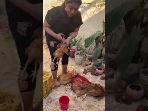 Woman slaughter chickens under feet