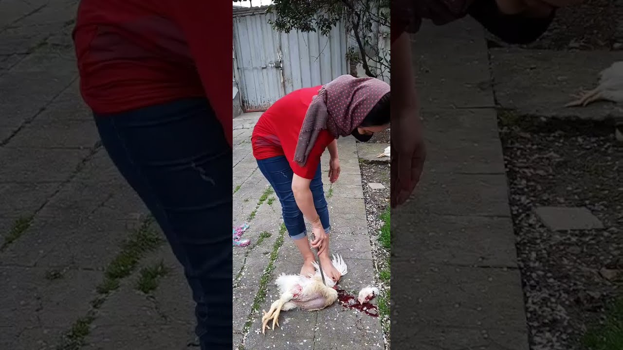 woman slaughter chickens VIDEO 2