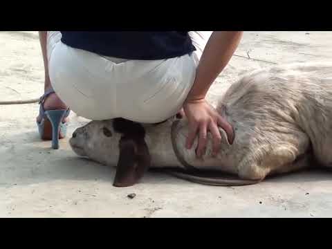 Woman slaughter goat