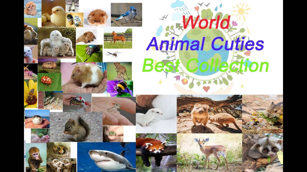 World Beautiful Sects and Animal Cuties Scenes. Best Collection #Ar Content