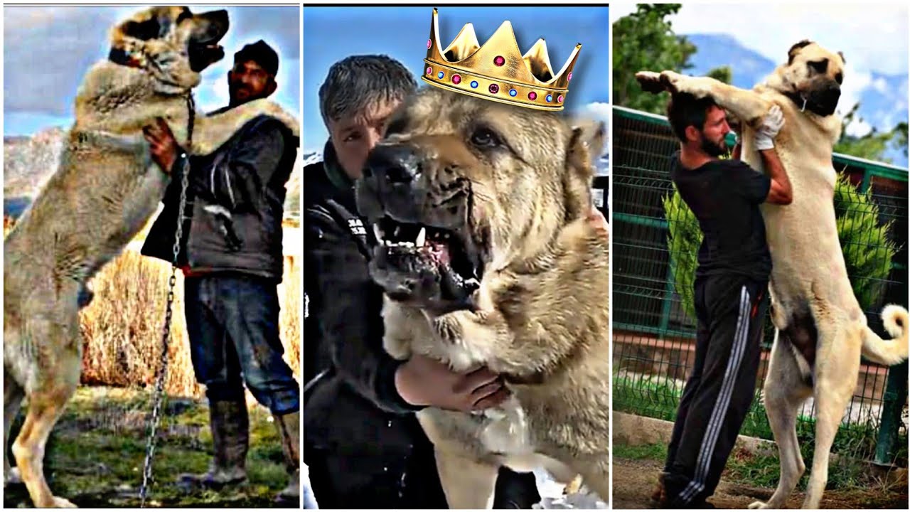 World biggest dog 🔥😈⚠️| Kangal puppy vs Adult 🔥🚫🤯| A Monster 💥