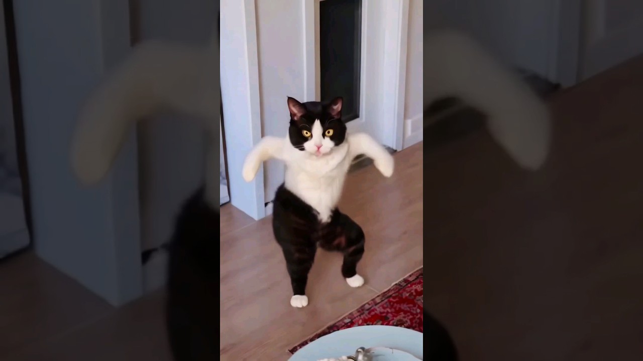 Wow, cute cat is screaming 😹