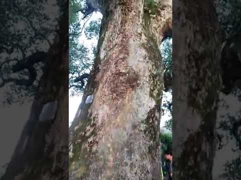 Wow!! Perhatikan baik baik lubang di batang pohon!!