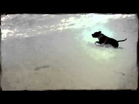 XL Staffordshire Bull Terrier playing in the snow by Magist