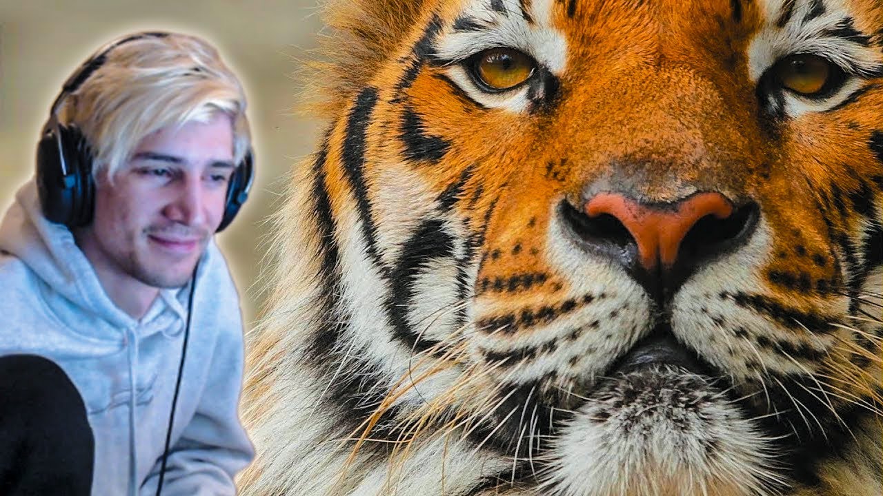 xQc reacts to Tigers 101 | National Geographic (with chat)